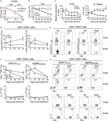 Enhancement of CD4+ T Cell Function as a Strategy for Improving Antibiotic Therapy Efficacy in Tuberculosis: Does It Work?